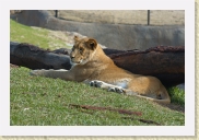 DSC_4147 Lion * 700 x 467 * (261KB)